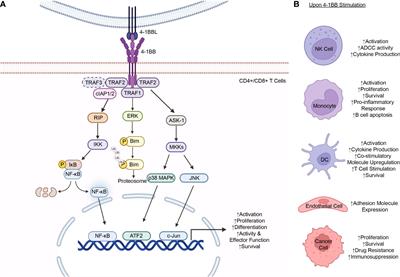 4-1BB: A promising target for cancer immunotherapy